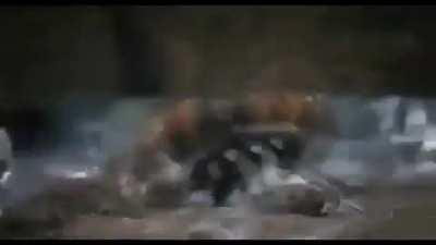 Fucka you giant hornet