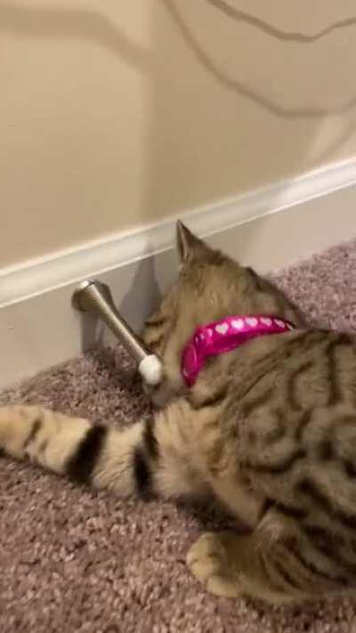 Here’s my kitten experiencing door stoppers for the first time