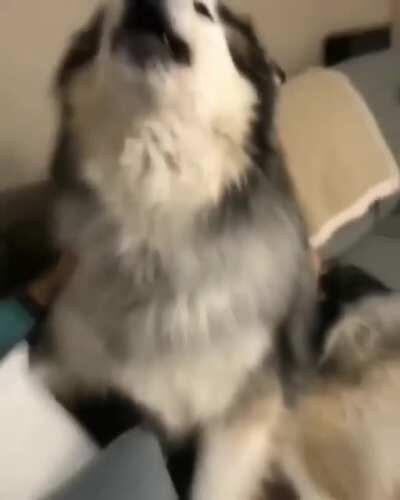 This big ball of love