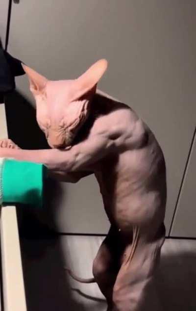 Hairless Cat Cleaning Itself