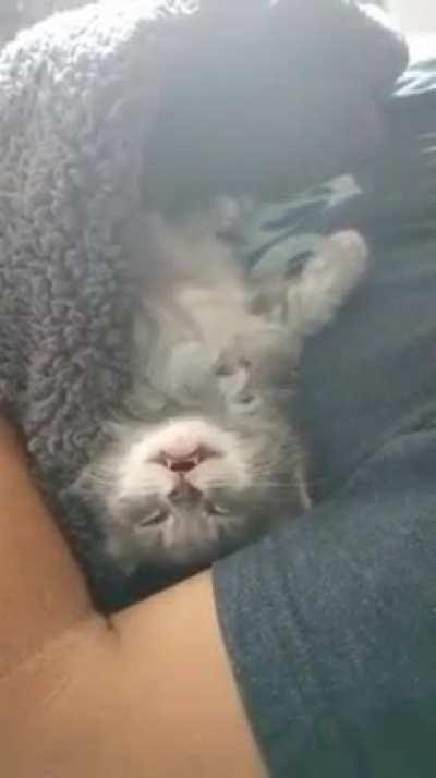 Told my friend her smol cats were so popular she sent this video