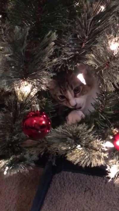 We have a Christmas tree terror among us.