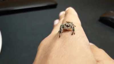 Working on getting Ochi to trust me. Today she walked on my hands a bit