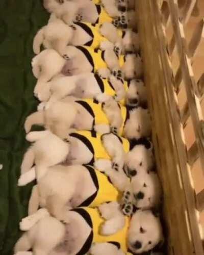 Not all K-9 units are completely synchronized yet.