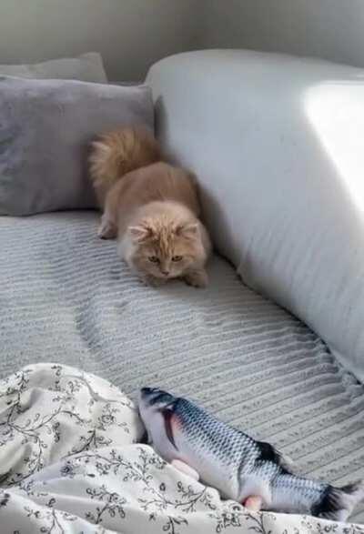 I can't stop my laughing.. what a unbelievable cat..