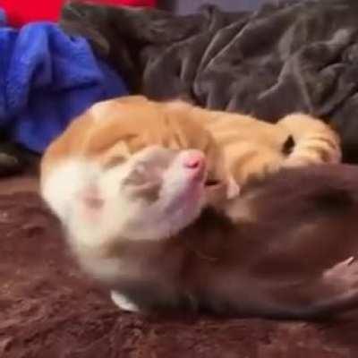 Accept my love and stay still