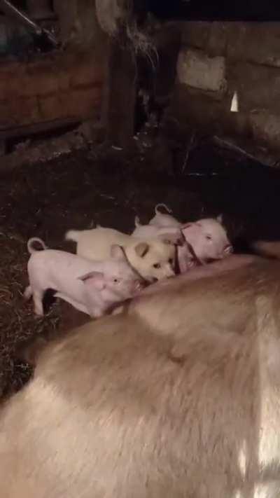 Puppy tries to nurse with piglets