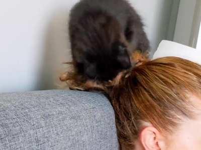 Toothless is training to be a hair stylist. The warden supports this endeavor.