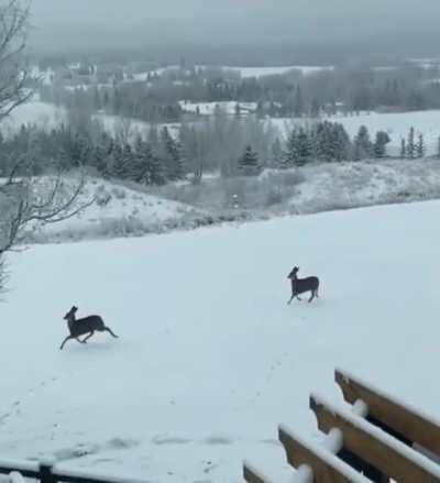 Deer locomotion is extremely satisfying