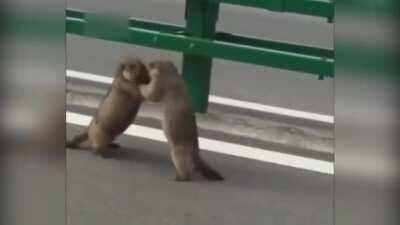 🔥 Groundhogs Street Fighting