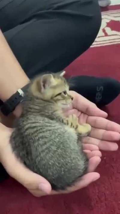 a bunch of happiness