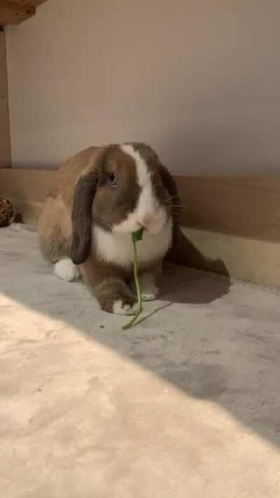 My little spinach vacuum