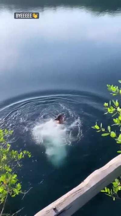 Elisha Herbert- perky and topless