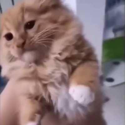 It is just a cat but it's also