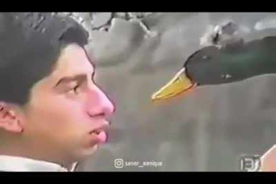 WCGW trying to hypnotize a duck