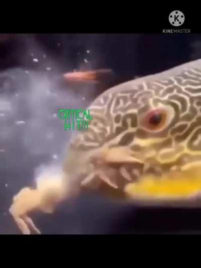 Spycrab fucking dies lol