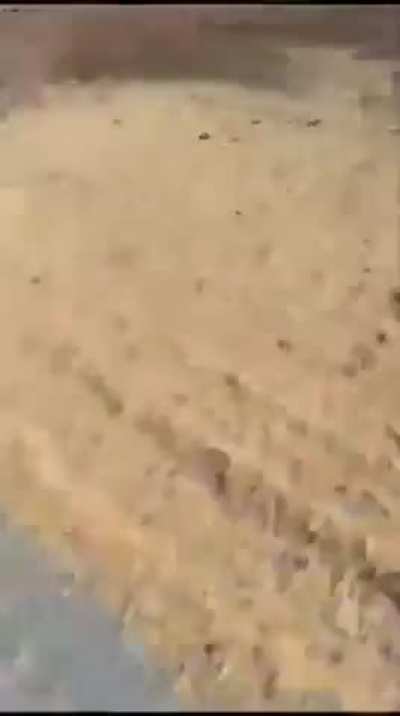 A Syrian rebel captures a regime tank by climbing onto it