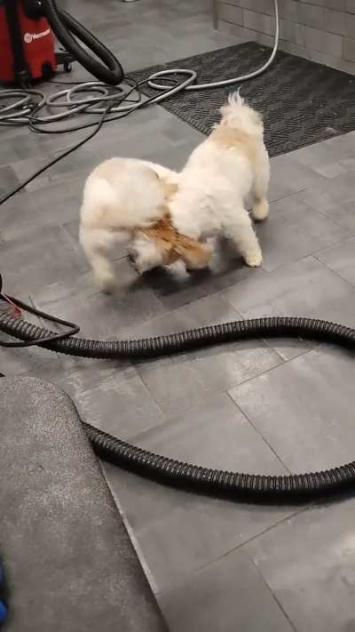 Battle of the brothers for 1st place in Derping❤️🐕