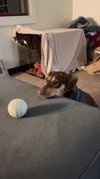 Laziest game of fetch ever.