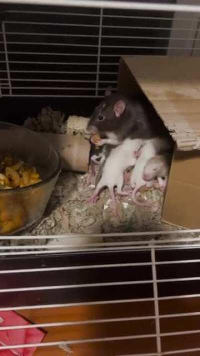 Tuna abandons her children for a green bean