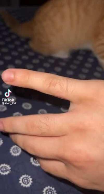 Cat hates the finger