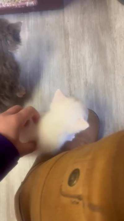 My friend works in a barn and encountered these smol criminals