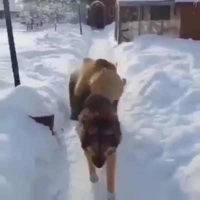 Rawr Rawr I'm a BEAR! I don't CARE! Hey Come Back Dog