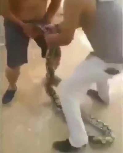 Picadura de la cobra gei