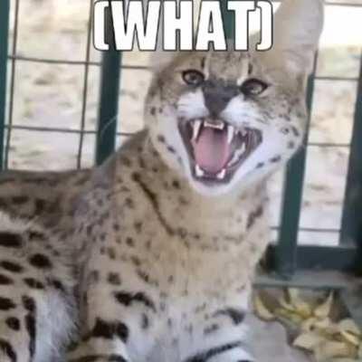 Pizza Hut & Taco Bell - Big Floppa (feat. Sogga)