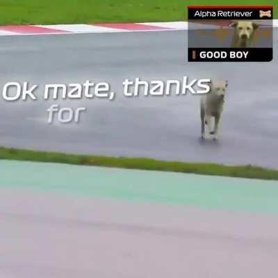 Meanwhile The Dog Team radio