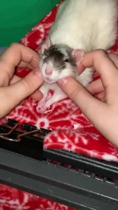 Those lil front feetsies are killing me! 🥺