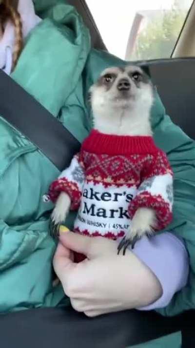 Домашний питомец