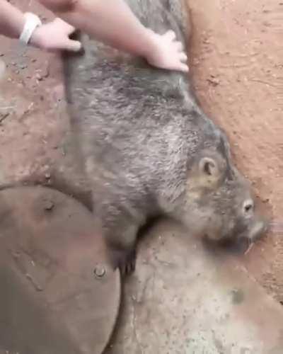 Wombat at Sidney zoo getting the good scritches