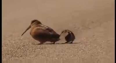 You may have a girlfriend but do you have these bird’s sweet moves