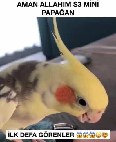 S3 MİNİCİLER ORDU KURUYOR.😰