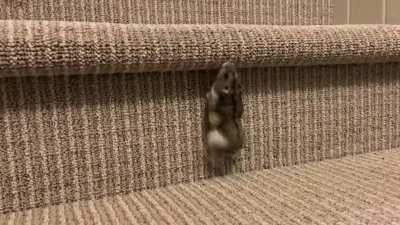 My hamster climbing the stairs