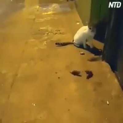 Os ratos estão a cada dia mais evoluídos