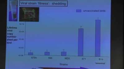 Fittest strains in normal populations vs populations given leaky vaccines | Marek's disease