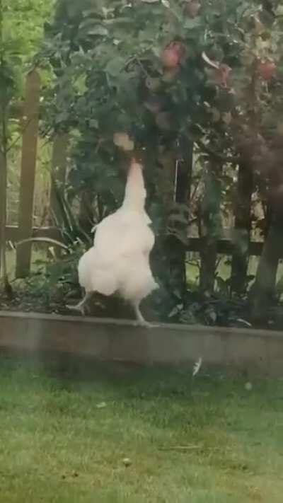 Perseverance Chicken