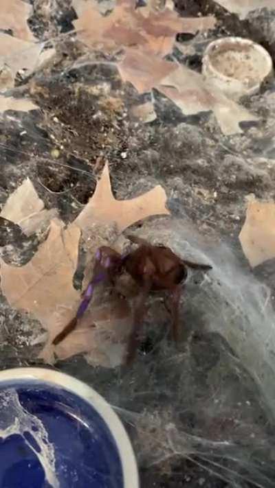 Electric blue happy food freak out.