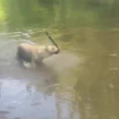 Got my stick, got my stick...