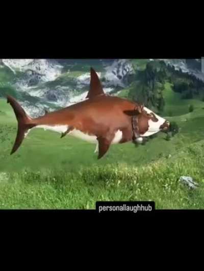 Shark attacks in Yurop