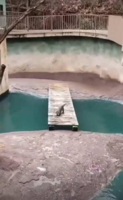 This otter doing a little twerk