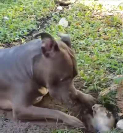 Gopher standing it's ground with pitbull