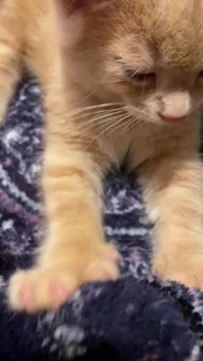 Pie is bigger now, but is quite the little pastry chef.