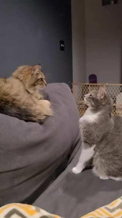 Cat goes past it's love acceptance threshold