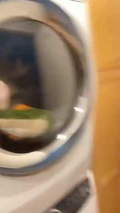 Why are you mistreating my plushie?