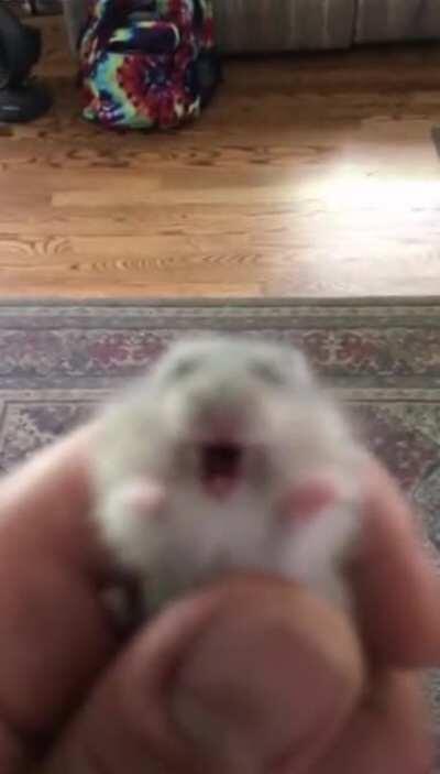 Don't eat me hooman!