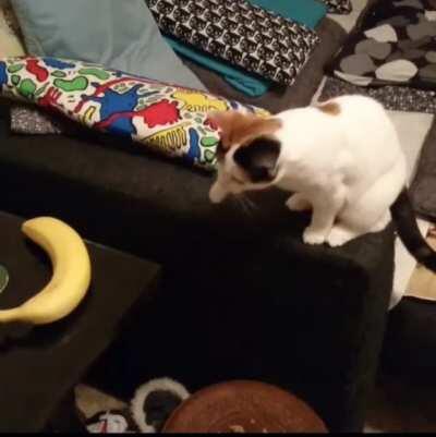 Catculating the attack