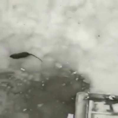 That a cute rat. Wait what are you doing